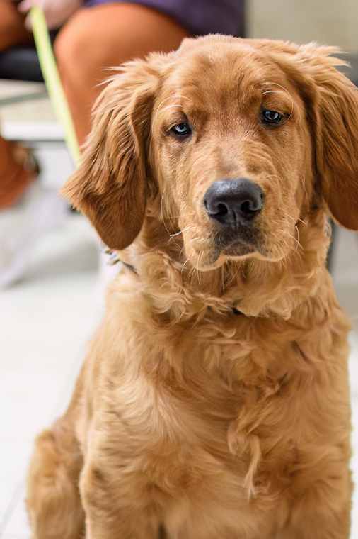 Milford Animal Hospital veterinary staff member providing quality pet care
