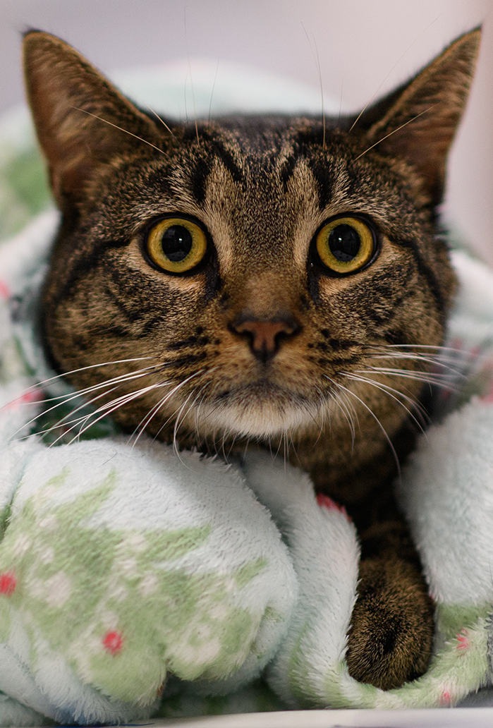 Veterinary team member providing compassionate pet care at Milford Animal Hospital
