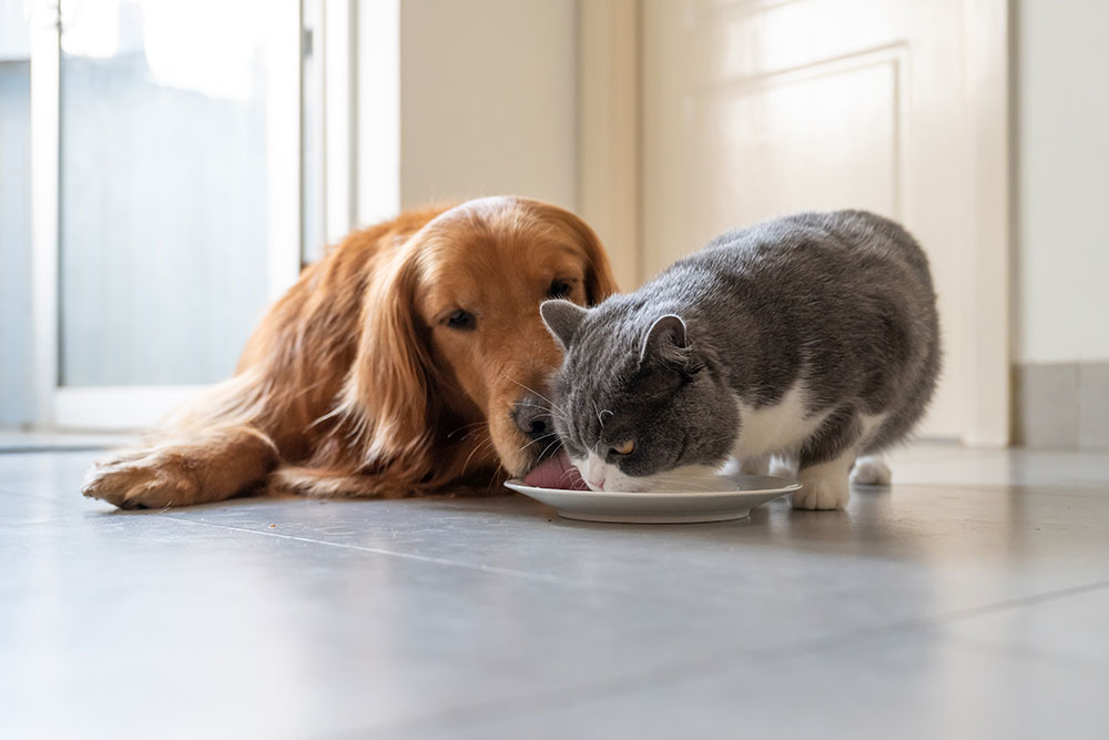 British Shorthair cat and Golden Retriever dog eating from bowls — pet nutrition guidance