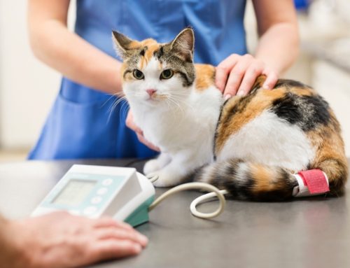 Senior Screening: Blood Pressure, Thyroid, and X-Rays