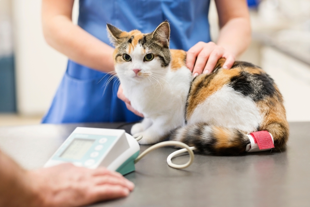 Cat receiving a routine veterinary checkup during a wellness exam at an animal clinic