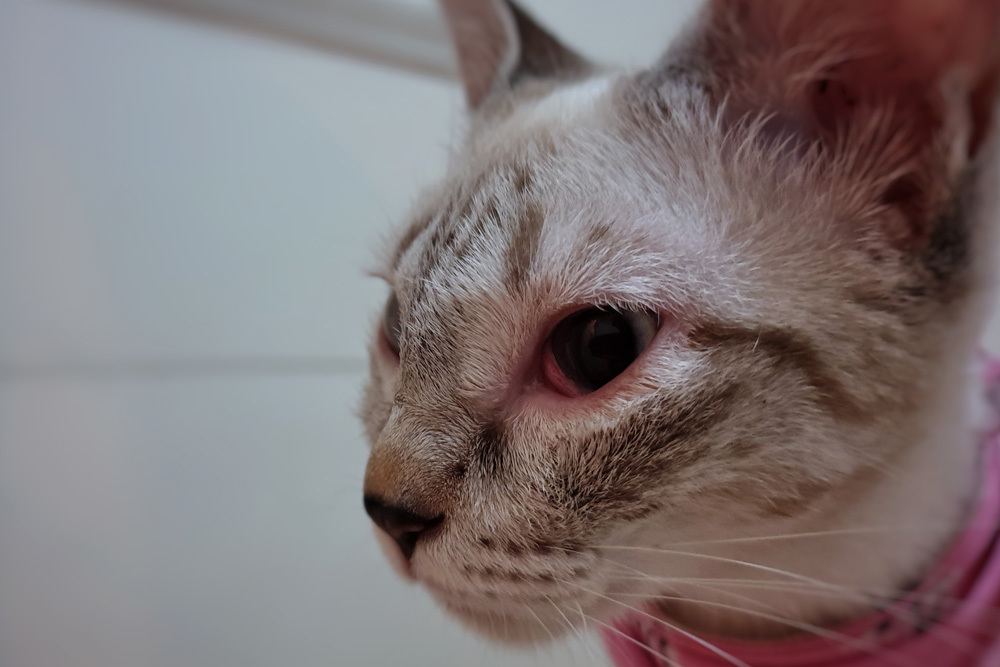 Close-up of a cat with a red, irritated eye.