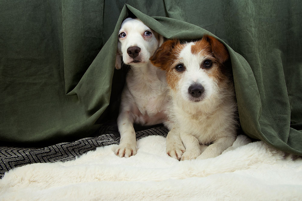 Puppy curled up cozily, reflecting compassionate pet care at Milford Animal Hospital in Milford, PA