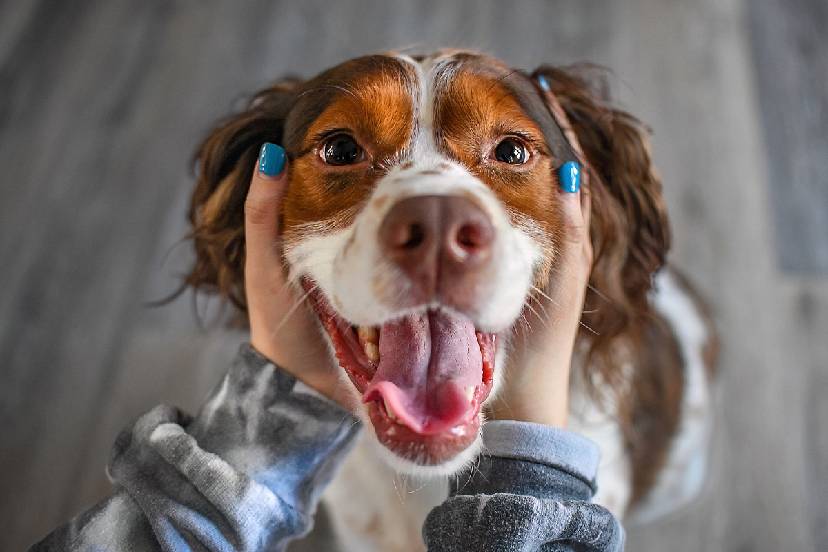 Close-up of veterinary dental exam assessing pet oral health at Milford Animal Hospital
