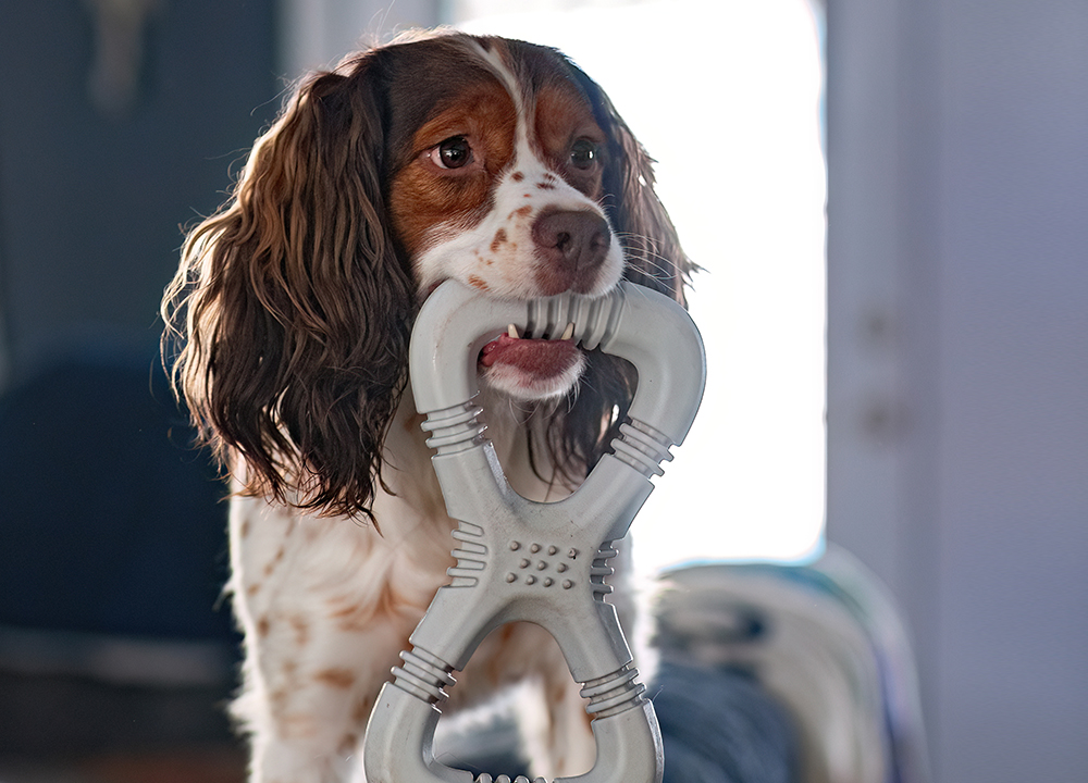 Veterinary dental tools and equipment used for pet teeth cleaning in Milford, PA
