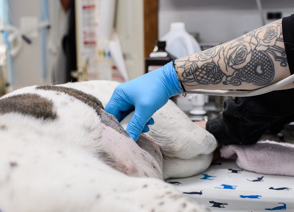 Veterinarian reviewing digital X-ray images for accurate pet diagnosis in Milford, PA
