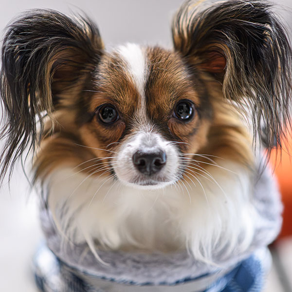 Veterinary digital imaging equipment used for pet diagnostics at Milford Animal Hospital