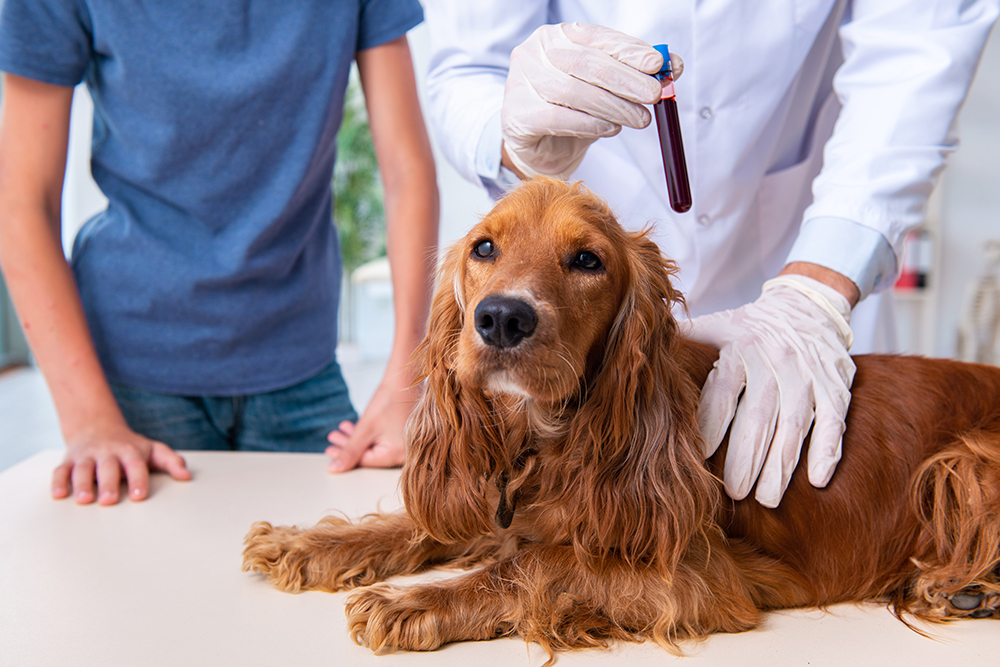 Dog in a veterinary lab setting receiving diagnostic care at Milford Animal Hospital
