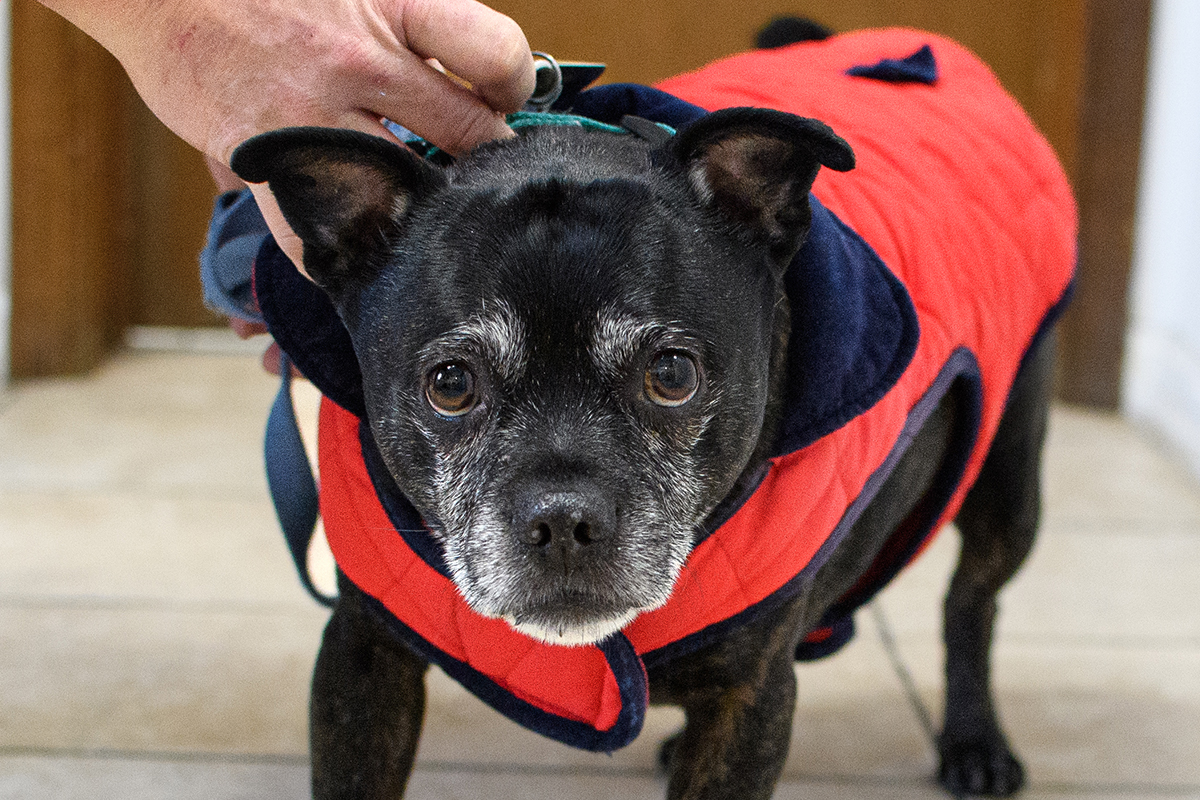 Pet owner bringing animal in for emergency veterinary care at Milford Animal Hospital
