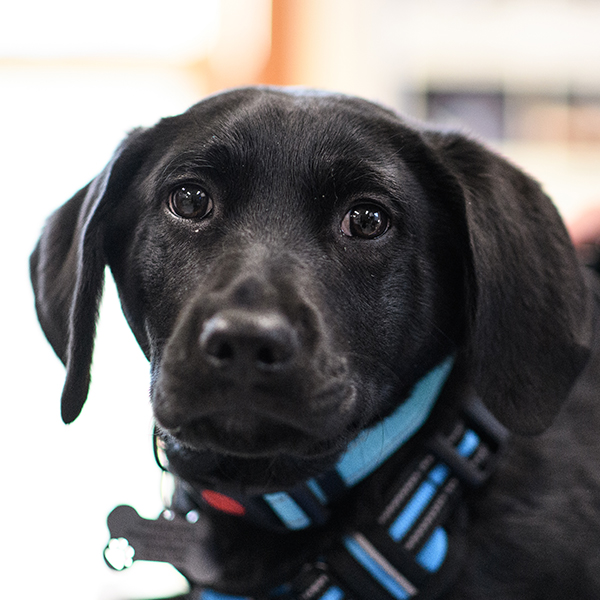 Veterinary team providing emergency pet care at Milford Animal Hospital in Milford, PA