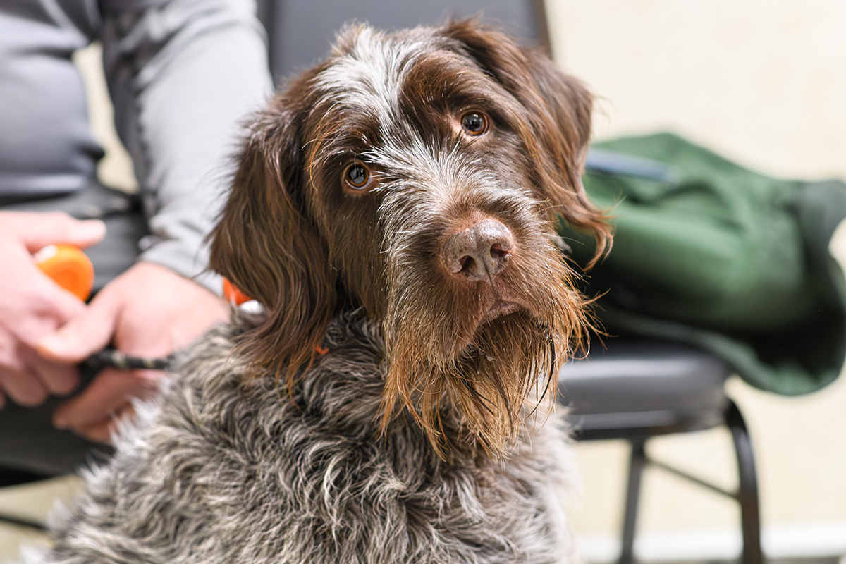 Veterinary end-of-life care and pet loss support services at Milford Animal Hospital
