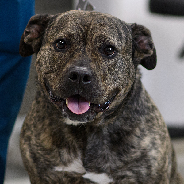 Compassionate end-of-life pet care services at Milford Animal Hospital in Milford, PA