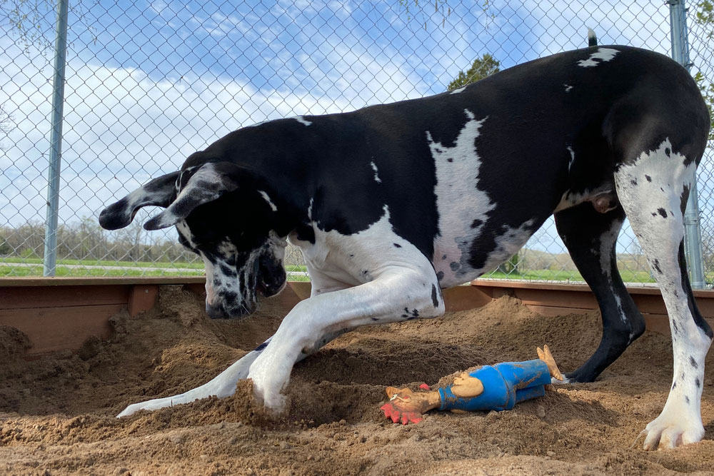 Friendly Great Dane large breed dog with happy expression.