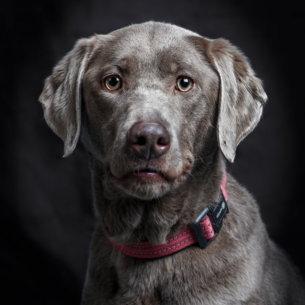 Veterinary team member at Milford Animal Hospital in Milford, PA
