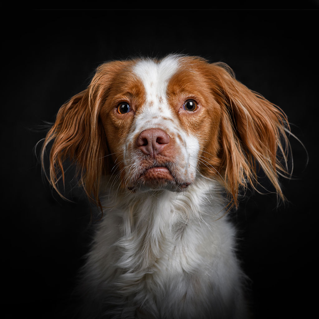 Veterinary team member at Milford Animal Hospital in Milford, PA
