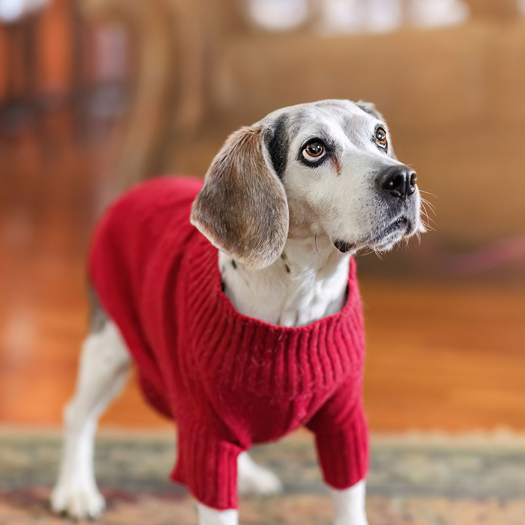 Veterinary team member at Milford Animal Hospital in Milford, PA
