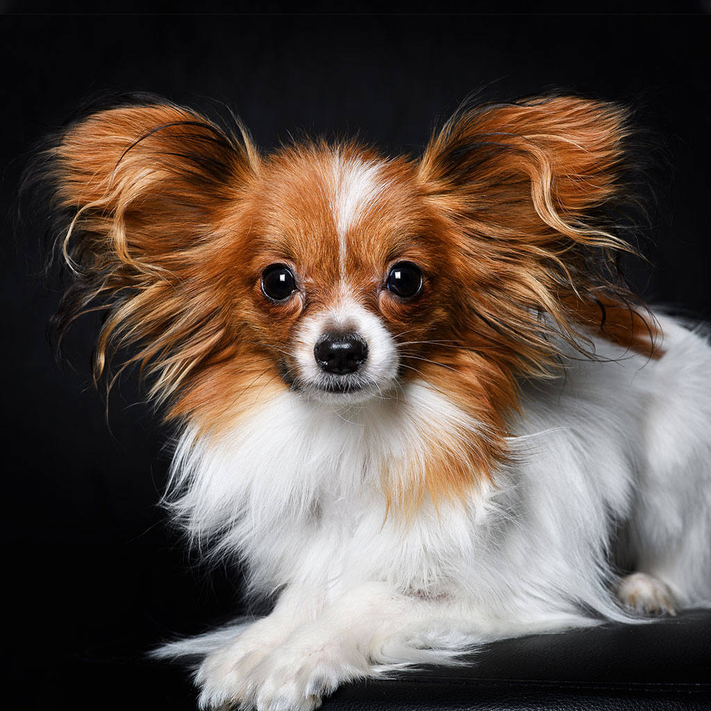 Veterinary team member at Milford Animal Hospital in Milford, PA
