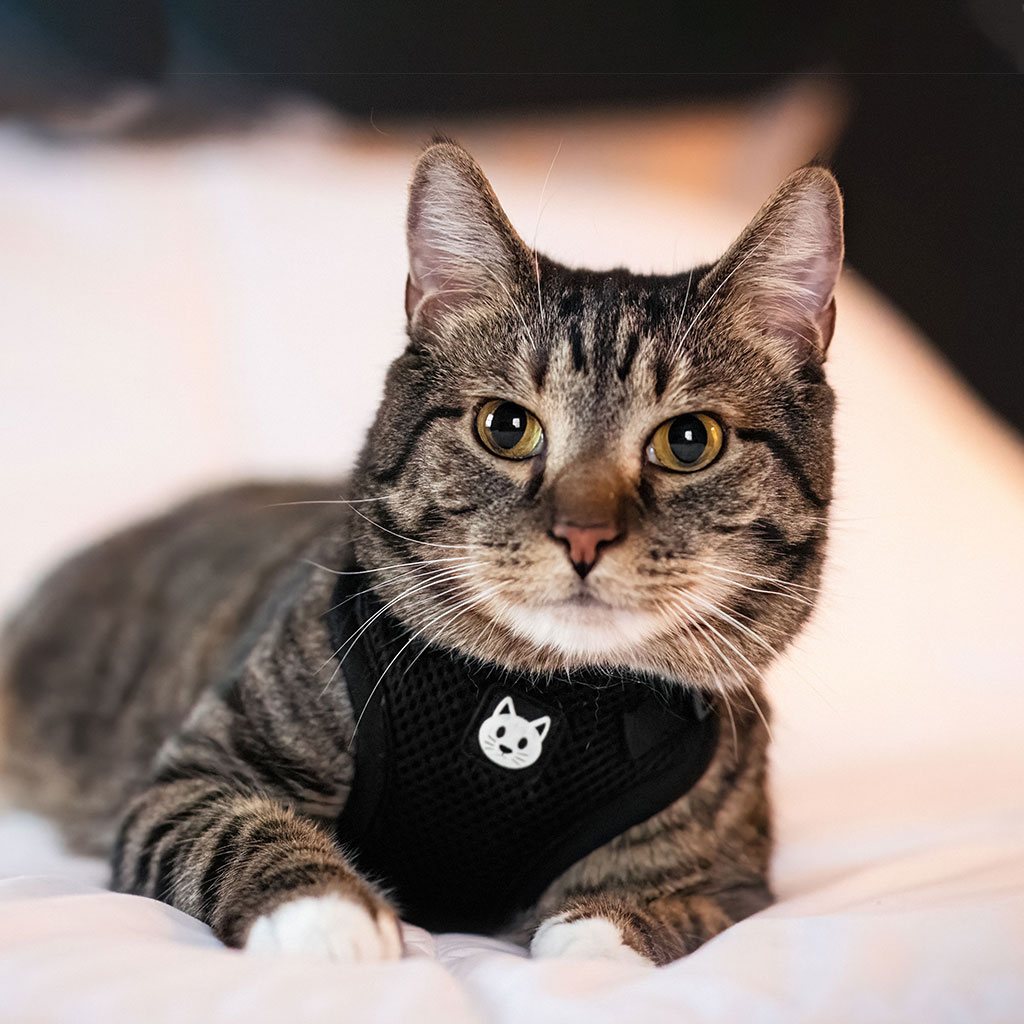 Veterinary team member at Milford Animal Hospital in Milford, PA
