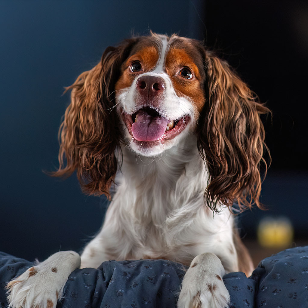 Veterinary team member at Milford Animal Hospital in Milford, PA
