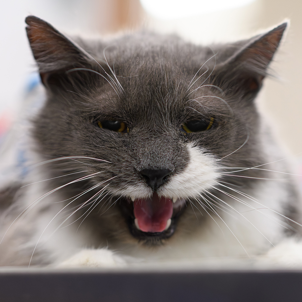 Veterinary team member at Milford Animal Hospital in Milford, PA
