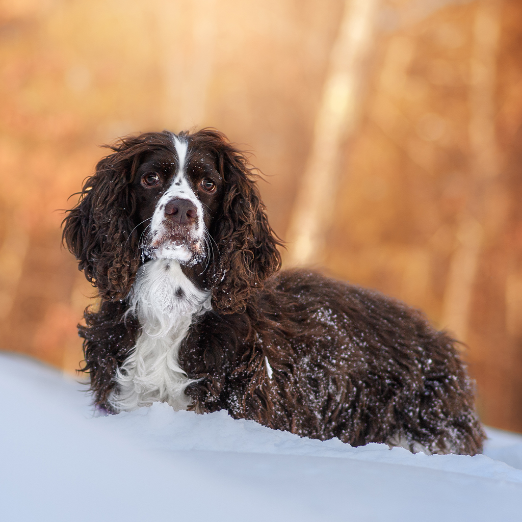 Veterinary team member at Milford Animal Hospital providing quality pet care
