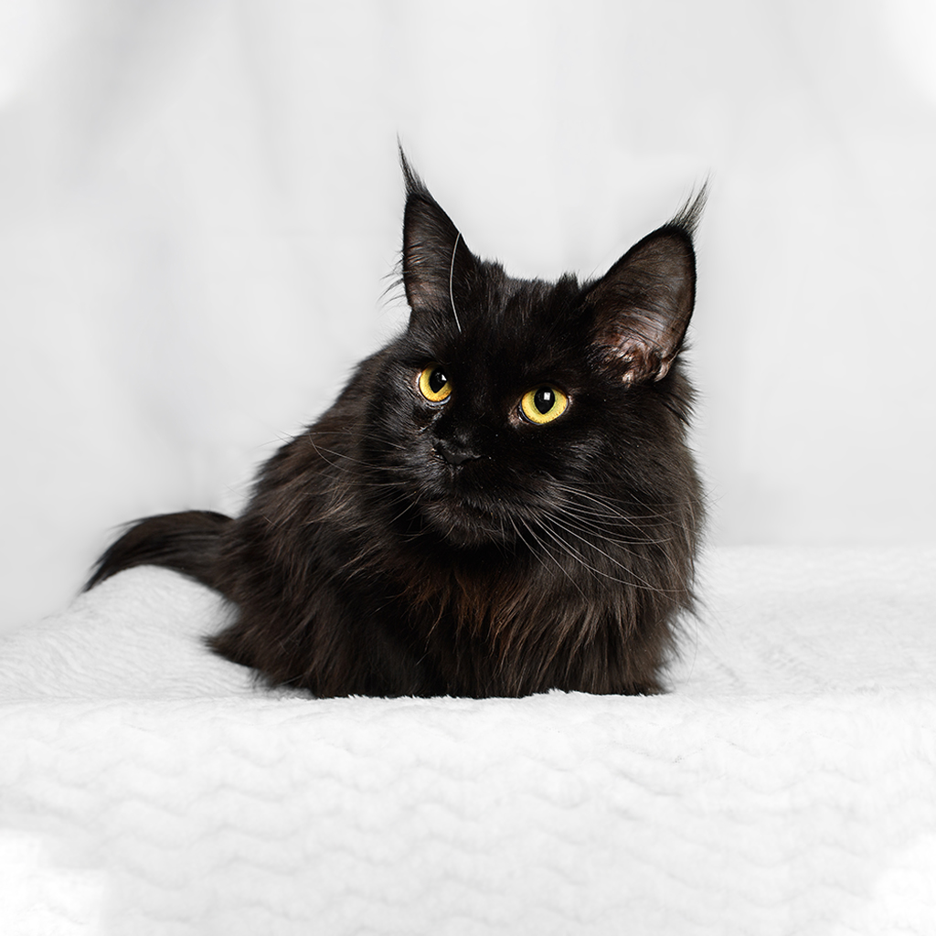 Milford Animal Hospital veterinary team member portrait
