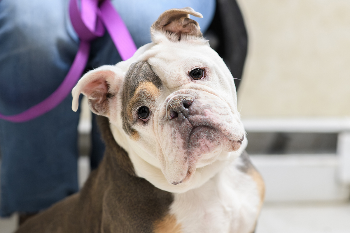 General veterinary care and wellness exam for pets at Milford Animal Hospital, Milford PA
