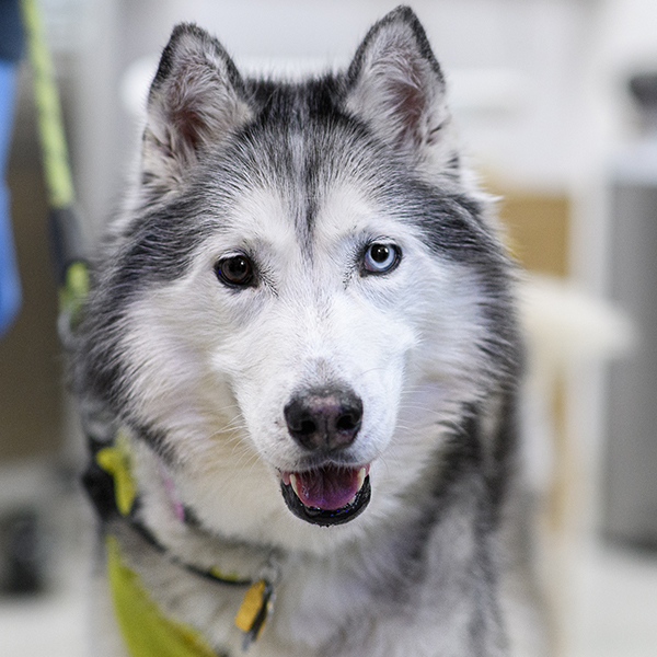 Preventive pet care services offered at Milford Animal Hospital in Milford, PA
