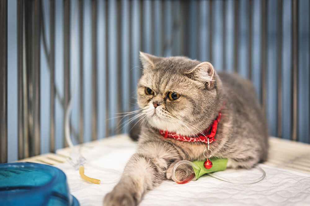 Cat resting quietly while recovering after a veterinary procedure