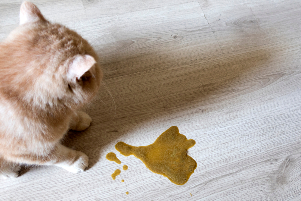 An orange cat looks down at a puddle of yellow-brown vomit on a light wood-textured floor.