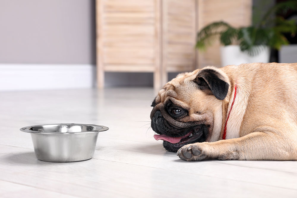 Pet staying hydrated in summer heat, promoting warm-weather safety tips from Milford Animal Hospital