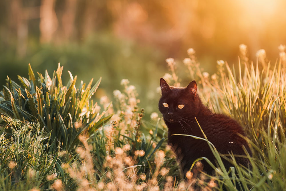 Black cat standing in a sunset field, highlighting outdoor pet safety awareness at Milford Animal Hospital