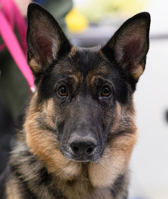 Milford Animal Hospital team member providing compassionate pet care in Milford, PA
