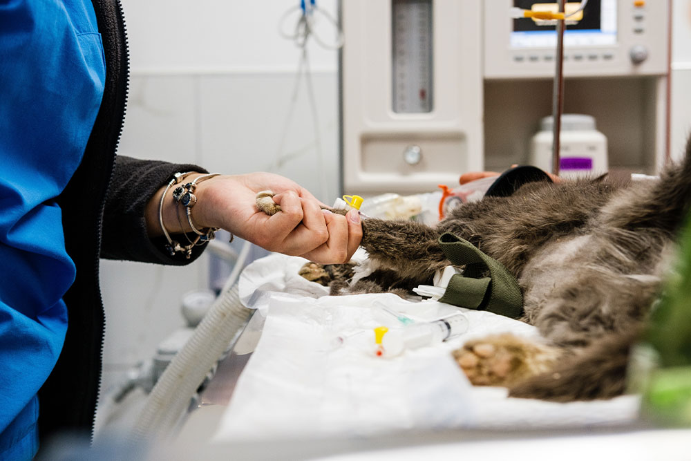 Cat receiving emergency veterinary care at Milford Animal Hospital in Milford, PA
