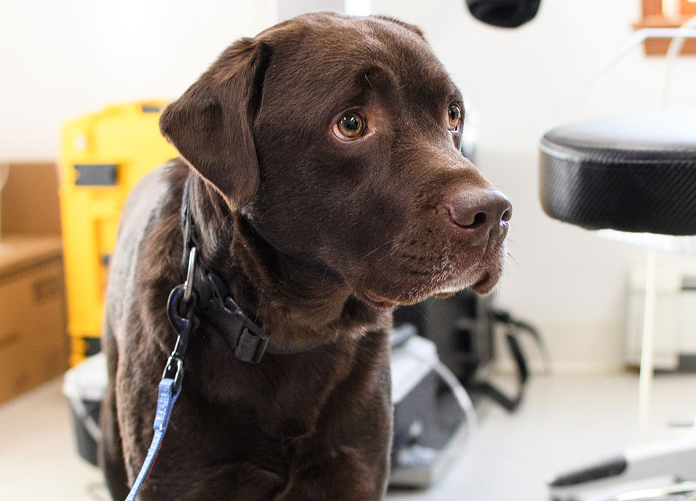 CT scan imaging equipment used for advanced veterinary diagnostics at Milford Animal Hospital
