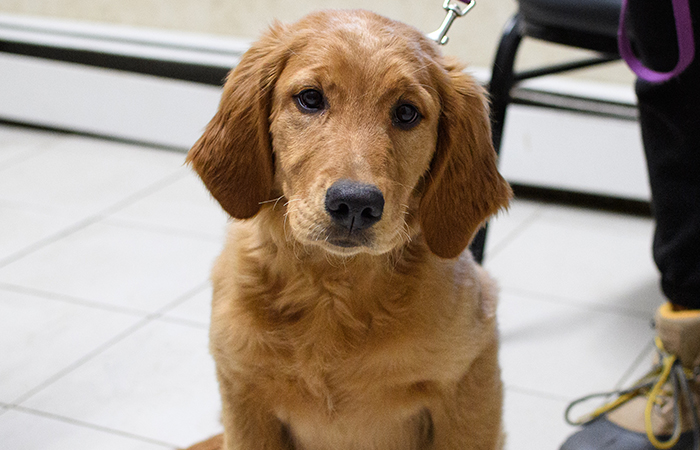 Veterinary CT scanning equipment used for pet diagnostics in Milford, PA
