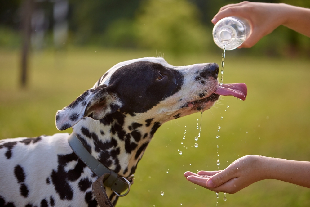 Dog drinking water from a bottle to stay hydrated during hot weather.