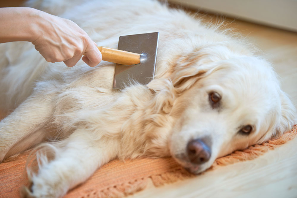 Dog grooming brushes and tools laid out for pet coat care and brushing