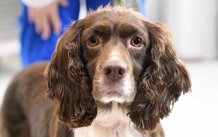 Veterinarian providing general pet care services at Milford Animal Hospital in Milford, PA
