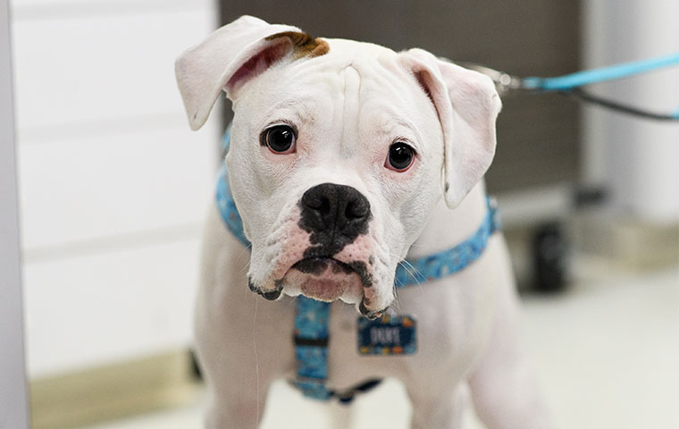 Veterinary team member providing compassionate pet care at Milford Animal Hospital in Milford, PA
