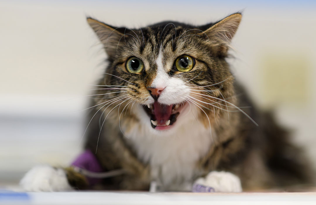 Happy pet and owner at Milford Animal Hospital, offering general veterinary care in Milford, PA
