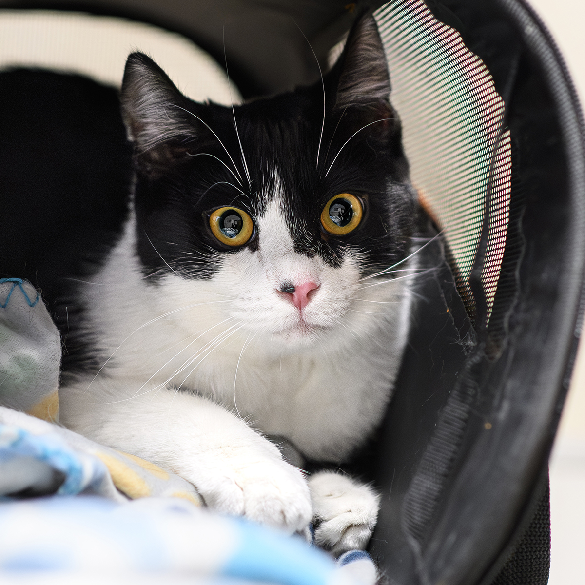 Pet care moment at Milford Animal Hospital, a full-service veterinary practice in Milford, PA
