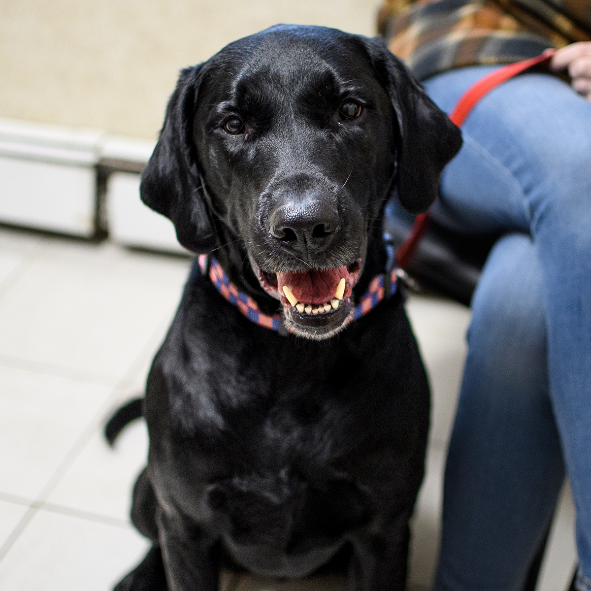 Veterinary team providing general pet care services at Milford Animal Hospital in Milford, PA
