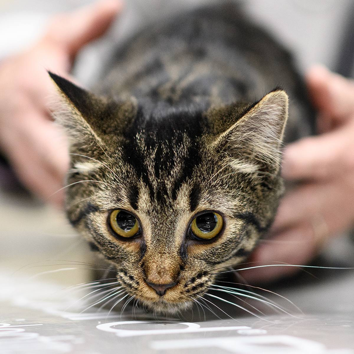 Dog or cat being examined by a veterinarian at Milford Animal Hospital in Milford, PA

