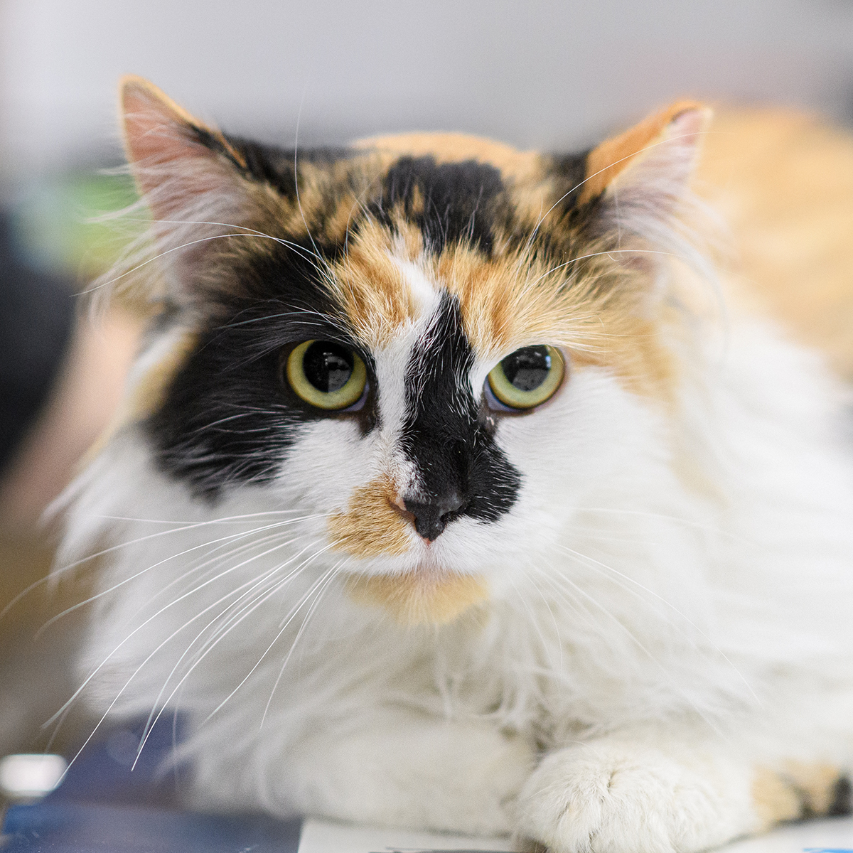 Pet receiving attentive veterinary treatment at Milford Animal Hospital, Milford PA
