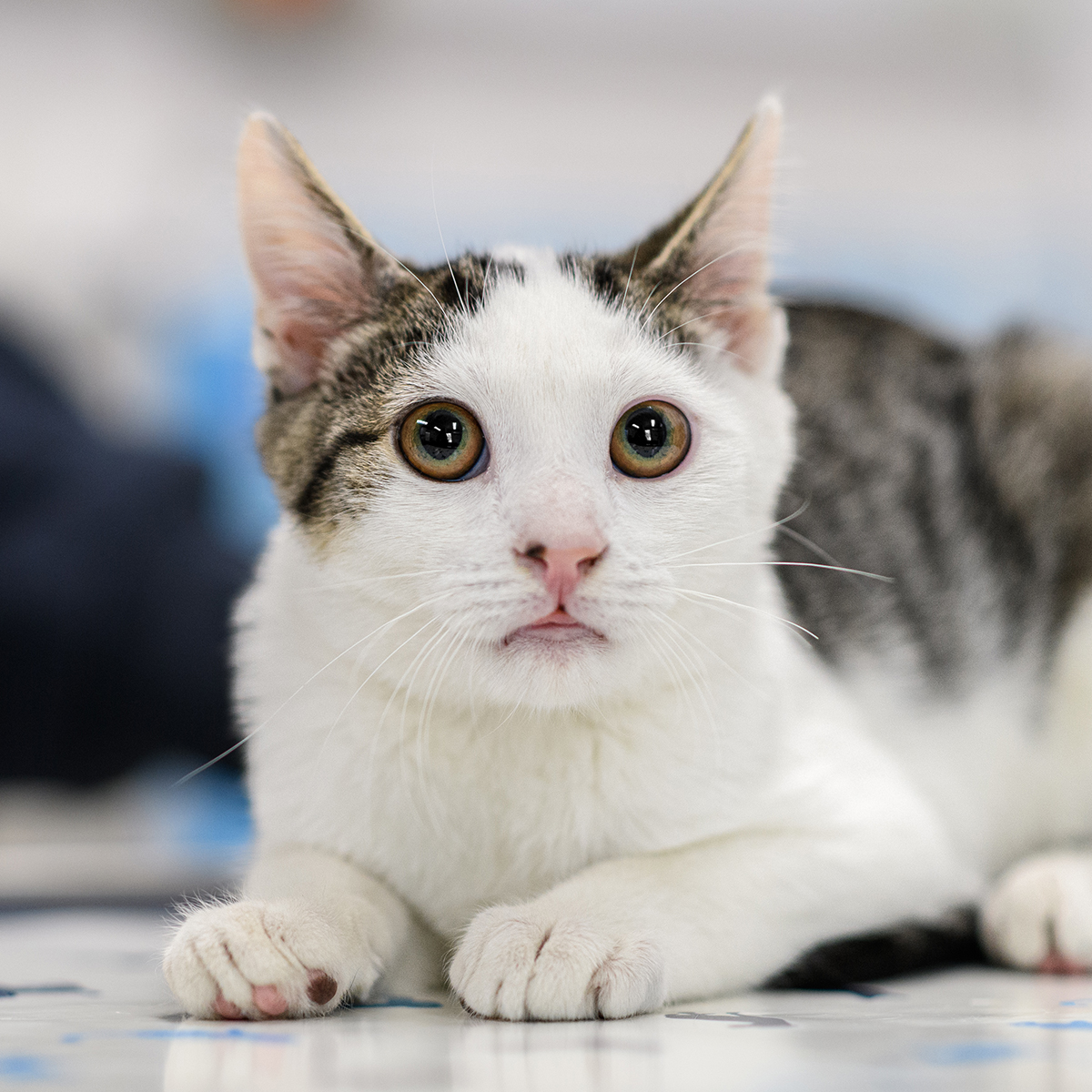 Veterinary professional caring for a patient at Milford Animal Hospital in Milford, PA
