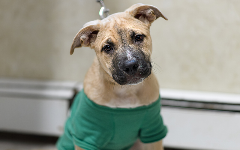 Veterinary team member providing compassionate pet care at Milford Animal Hospital
