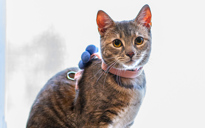 Pet owner and animal receiving veterinary care at Milford Animal Hospital in Milford, PA
