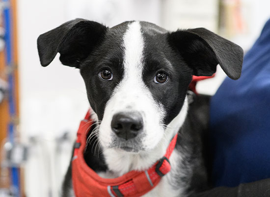 Veterinarian examining a pet patient during a wellness visit at Milford Animal Hospital
