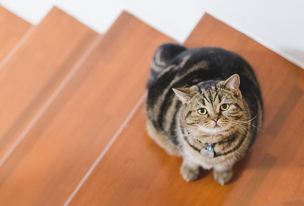 Chubby brown cat sitting and relaxing — healthy pet weight management advice from your vet